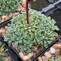 Saxifraga cochlearis 'Major'
